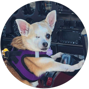 chief pilot